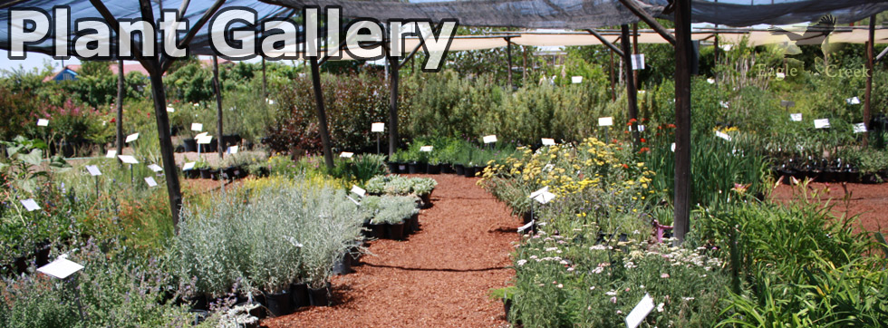 Plant Gallery | St. George, Utah