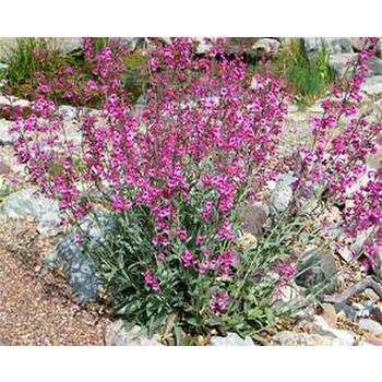 Parry Penstemon Gallery and Care Instructions by Eagle Creek Landscapes