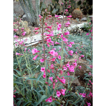 Parry Penstemon Gallery and Care Instructions by Eagle Creek Landscapes