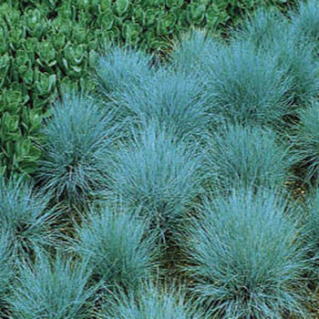 Blue Fescue Gallery and Care Instructions by Eagle Creek Landscapes