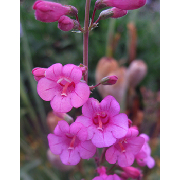 Parry Penstemon Gallery and Care Instructions by Eagle Creek Landscapes