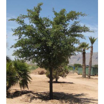 Southern Live Oak Gallery and Care Instructions by Eagle Creek Landscapes